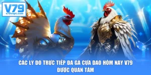 Các Lý Do Trực Tiếp Đá Gà Cựa Dao Hôm Nay V79 Được Quan Tâm