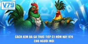 Cách Xem Đá Gà Trực Tiếp C1 Hôm Nay V79 Cho Người Mới