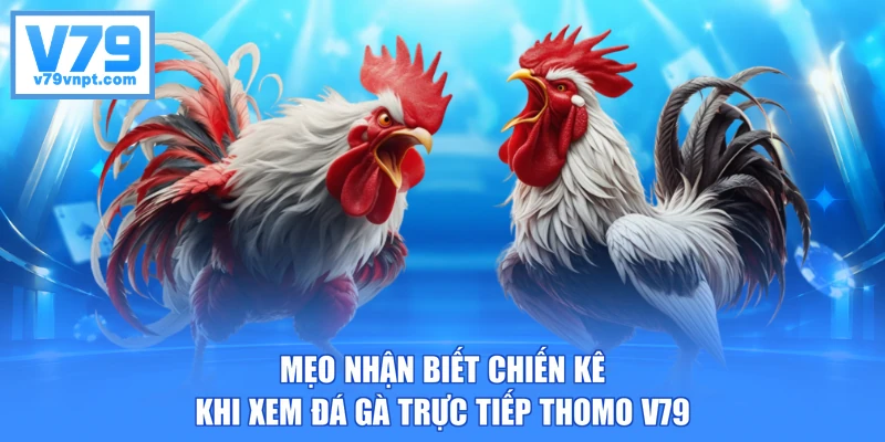 Mẹo nhận biết chiến kê khi xem đá gà trực tiếp Thomo V79