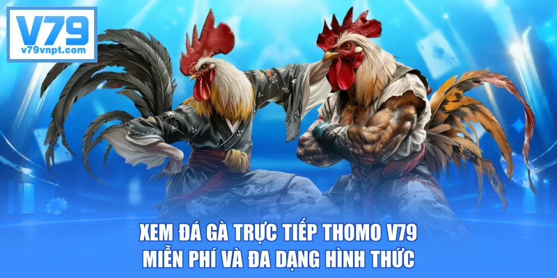 Xem đá gà trực tiếp Thomo V79 miễn phí và đa dạng hình thức