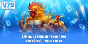Xem Đá Gà Trực Tiếp Thomo V79 - Tốc Độ Mượt Mà Nét Căng
