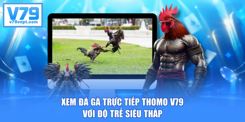 Xem đá gà trực tiếp Thomo V79 với độ trễ siêu thấp